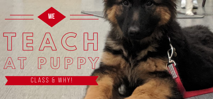 What we teach at puppy class & why